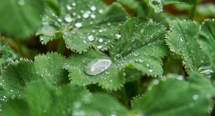 Waterdrops on plant